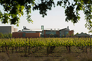 RMI Vinyard